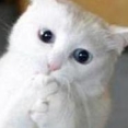Blizzard ouviu as nossas preces!