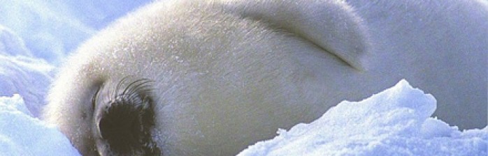 D.E.H.T.A consegue apoio