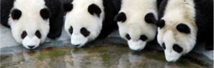 [WoWPop] Pandas Malditos